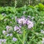 Phacelia tanacetifolia flower picture by 79stas 79stas (cc-by-sa)