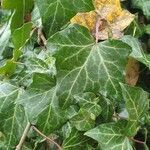 Hedera helix leaf picture by V Husar (cc-by-sa)