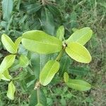 Ixora coccinea leaf picture by Yuvi Porwal (cc-by-sa)