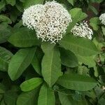 Ixora chinensis flower picture by Aufond Toncul (cc-by-sa)