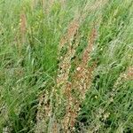 Rumex thyrsoides flower picture by Silvia Silvia (cc-by-sa)