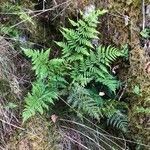 Dryopteris carthusiana habit picture by Terje Norli (cc-by-sa)