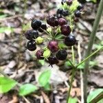 Aralia nudicaulis fruit picture by Maxime Durand (cc-by-sa)