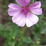 Althaea cannabina flower picture by Bernard Evrad (cc-by-sa)