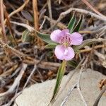 Barleria angustiloba flower picture by susan brown (cc-by-sa)