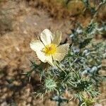 Argemone ochroleuca flower picture by Bautista Yolanda (cc-by-sa)