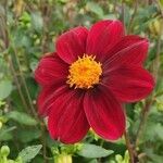 Dahlia coccinea flower picture by Dieter Albrecht (cc-by-sa)