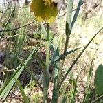 Fritillaria involucrata flower picture by Sabine Meneut (cc-by-sa)