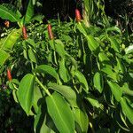 Costus spicatus leaf picture by claire Felloni (cc-by-sa)