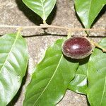 Hirtella triandra fruit picture by Nelson Zamora Villalobos (cc-by-nc)