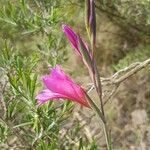 Gladiolus italicus habit picture by Laurent Ledante (cc-by-sa)