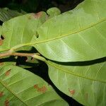 Pouteria trilocularis leaf picture by Nelson Zamora Villalobos (cc-by-nc)