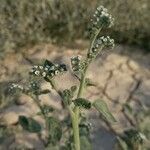 Heliotropium dolosum flower picture by Abdulghaffar Alirezaie (cc-by-sa)