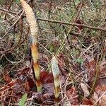 Equisetum telmateia habit picture by Yoan MARTIN (cc-by-sa)