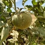 Solanum lycocarpum fruit picture by Lauton Everton (cc-by-sa)