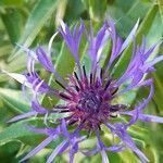 Centaurea montana flower picture by Claudia R (cc-by-sa)