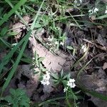 Galium palustre habit picture by Maria Le Nallio (cc-by-sa)