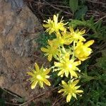 Saxifraga aizoides habit picture by Daniel Barthelemy (cc-by-nc)