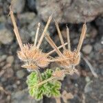 Pelargonium capitatum (l.) l'hér. fruit picture by Sarami (cc-by-sa)