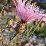 Centaurea stoebe flower picture by Martin Allan (cc-by-sa)