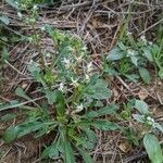 Reseda phyteuma habit picture by Denis Bastianelli (cc-by-sa)