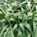 Agapanthus praecox leaf picture by Gabriel Filtzer (cc-by-sa)