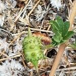 Tribulus terrestris fruit picture by Alain Lagrave (cc-by-sa)