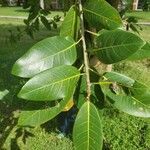 Annona glabra leaf picture by Michele Nedrick (cc-by-sa)