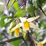 Solanum atropurpureum flower picture by Trap Hers (cc-by-sa)