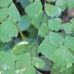 Adiantum lorentzii leaf picture by Trap Hers (cc-by-sa)