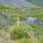 Aciphylla aurea habit picture by arlas (cc-by-sa)