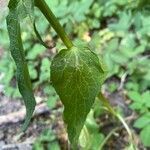 Phyteuma spicatum leaf picture by grutz (cc-by-sa)