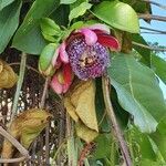 Passiflora alata flower picture by Eduardo Andrade (cc-by-sa)