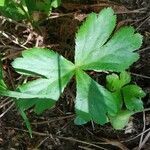 Sanicula epipactis leaf picture by Tomaž Jančar (cc-by-sa)