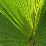 Sabal palmetto leaf picture by Lauren Dorton (cc-by-sa)