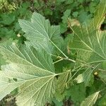 Ribes spicatum leaf picture by Alexander Baransky (cc-by-sa)