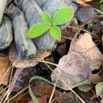 Cornus canadensis leaf picture by hannah hannah (cc-by-sa)