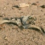 Welwitschia mirabilis habit picture by Daniel Barthelemy (cc-by-nc)