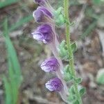 Scutellaria columnae flower picture by Marchini Daniela (cc-by-sa)