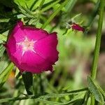 Callirhoe involucrata flower picture by Eylisia (cc-by-sa)