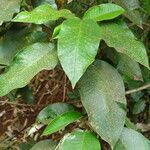 Croton megalocarpus leaf picture by Maarten Vanhove (cc-by-sa)