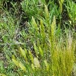 Phalaris angusta habit picture by Trap Hers (cc-by-sa)