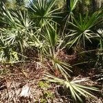 Serenoa repens habit picture by Ryan King (cc-by-sa)