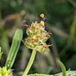 Plantago afra flower picture by Denis Bastianelli (cc-by-sa)