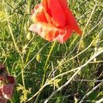 Papaver rhoeas habit picture by Filip Arndt (cc-by-sa)