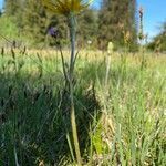 Scorzonera humilis habit picture by grutz (cc-by-sa)