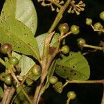 Ocotea insularis fruit picture by Nelson Zamora Villalobos (cc-by-nc)