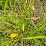 Eleocharis obtusa leaf picture by Matthew Campbell (cc-by-sa)