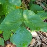 Mucuna pruriens leaf picture by Ucardz (cc-by-sa)