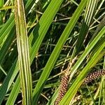 Carex acuta fruit picture by Alexander Baransky (cc-by-sa)